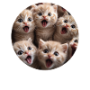Schottische Faltohrkatze