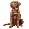 Brown Labrador