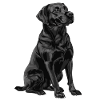 Labrador retriever noir