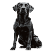 Black Labrador Retriever