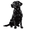 Labrador retriever noir