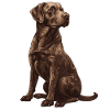 Brown Labrador