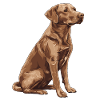 Brauner Labrador