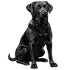 Labrador retriever noir