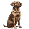 Brown Labrador