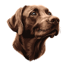 Brun labrador