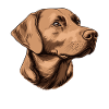 Brauner Labrador