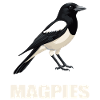 Magpies Magpie