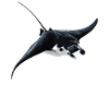 Mantas Manta Rochen