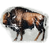 Bison Buffalo Bison Peinture grotte