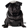 Mops schwarz