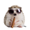 Hérisson cool