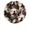 Bulldogge