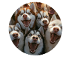 Sibirischer Husky