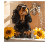 Cocker Spaniel