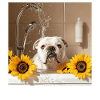 Bulldogge