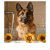 Deutscher Schäferhund