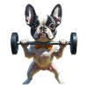 Boston Terrier