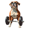 Boxer