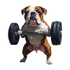 Bulldogge