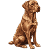 Brauner Labrador