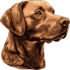 Brown Labrador