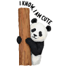 Panda cute