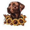 Brauner Labrador mit Sonnenblumen