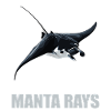 Raies manta Raies manta