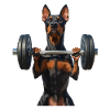 Dobermann