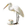 Reiher Vogel Kaffee