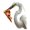 Reiher Vogel