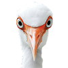 Reiher Vogel