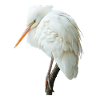 Reiher Vogel