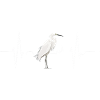 Reiher Vogel