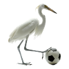 Reiher Vogel