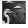 Reiher Vogel