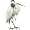 Reiher Vogel