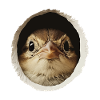 Finch Bird