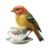 Finch Bird Kaffee