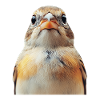Finch Bird