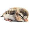 Finch Bird