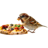 Finch Bird