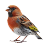 Finch Bird