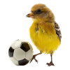 Finch Bird