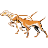 Vizsla Design