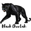 Black Cheetah