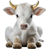 Stier weiß