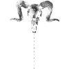 Ram Skull Mystical Symbolism