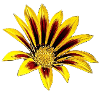 Yellow Flower
